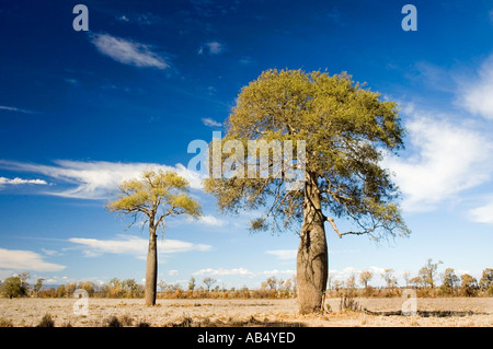 Boab 3545 australischen Flaschenbaum Brachychiton rupestre Stockfoto