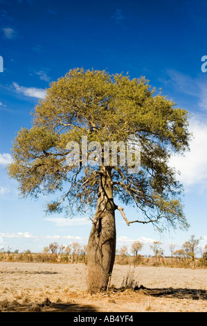 Boab 3546 australischen Flaschenbaum Brachychiton rupestre Stockfoto