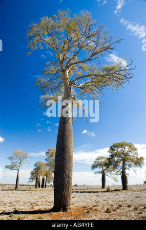 Boab 3549 australischen Flaschenbaum Brachychiton rupestre Stockfoto