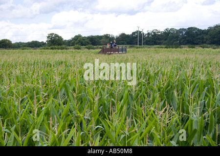 Mais Labyrinth in Metton Norfolk UK Stockfoto