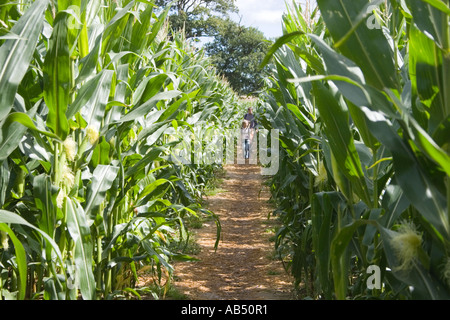 eine Familie in das Mais-Labyrinth am Metton Norfolk UK Stockfoto