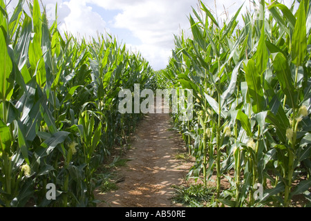 Mais Labyrinth in Metton Norfolk UK Stockfoto