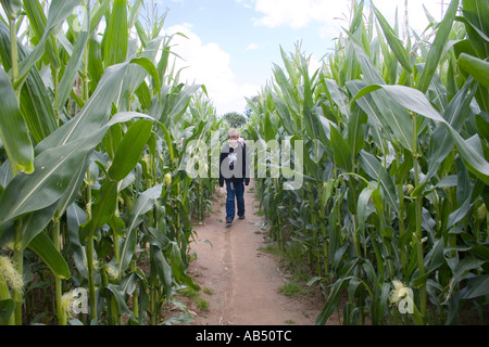 Mais Labyrinth in Metton Norfolk UK Stockfoto