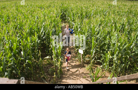 Immer in der Mitte des Mais-Labyrinth am Metton Norfolk UK Stockfoto