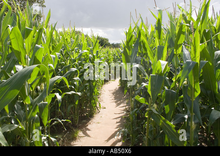 Mais Labyrinth in Metton Norfolk UK Stockfoto