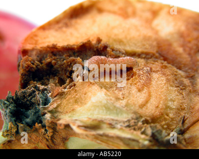 Apfel Wurm Maden LARVE Apfel Wurm Maden Larven Vernim Apfelwicklers gemacht Stockfoto