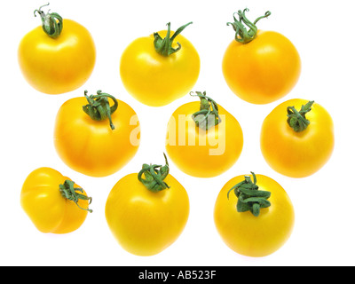 Gelbe Tomaten Golden Glow Sonne Sonnenschein Stockfoto
