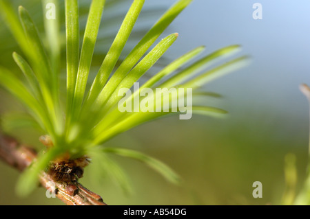 Europäische Lärche, Larix Decidua, junge frische Kegel Stockfoto