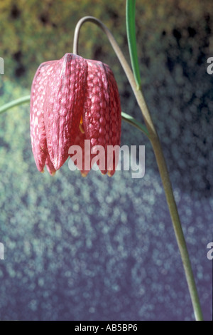 Ein Snakeshead Fritillary wächst in einem Garten Wiese ist gegen eine diffuse Out-of-Focus, Hintergrund gesehen. Stockfoto