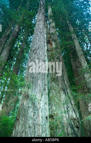 Redwood-Bäume im Wald auf der Suche nach oben, Stockfoto