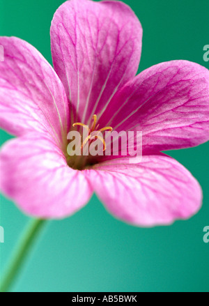 Rosa Geranien Wargrave Pink, Geranium x oxonianum. Stockfoto