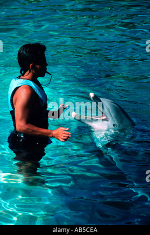 Bottlenose Dolphin und Trainer Tursiops Truncatus Hawaii Stockfoto