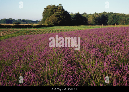 Lavendel blüht im landwirtschaftlichen Bereich Sequim Washington Stockfoto