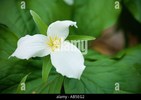 Nahaufnahme einer weißen Trillium-Blume Stockfoto