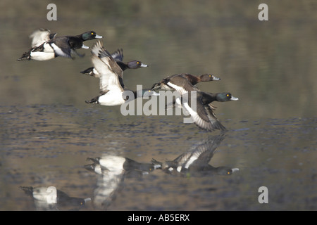 Herde von Tufted Enten im Flug Stockfoto