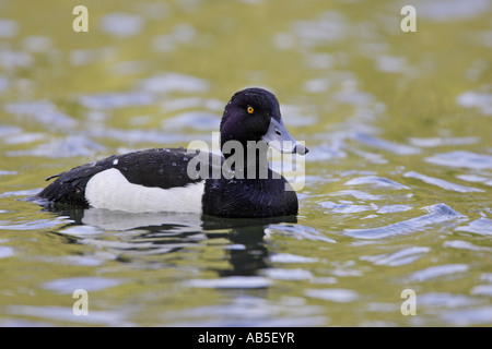 Männliche Reiherenten schwimmen Stockfoto