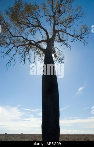 Boab 3553 australischen Flaschenbaum Brachychiton rupestre Stockfoto