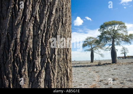 Boab 3558 australischen Flaschenbaum Brachychiton rupestre Stockfoto