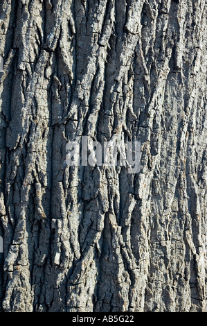 Boab 3560 australischen Flaschenbaum Brachychiton rupestre Stockfoto