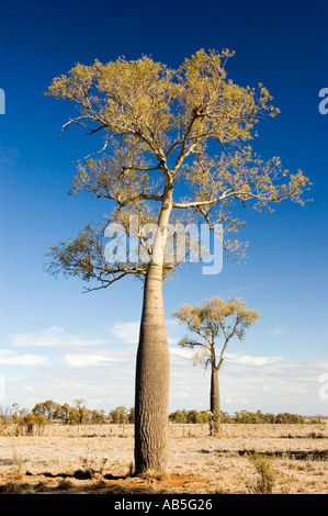 Boab 3561 australischen Flaschenbaum Brachychiton rupestre Stockfoto