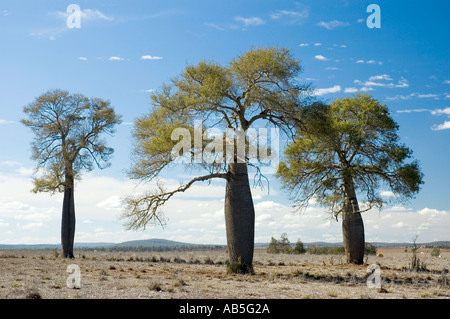 Boab 3562 australischen Flaschenbaum Brachychiton rupestre Stockfoto