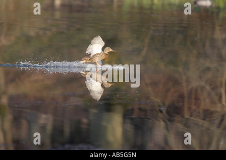 Weibliche Stockente, die Landung auf dem Wasser Stockfoto