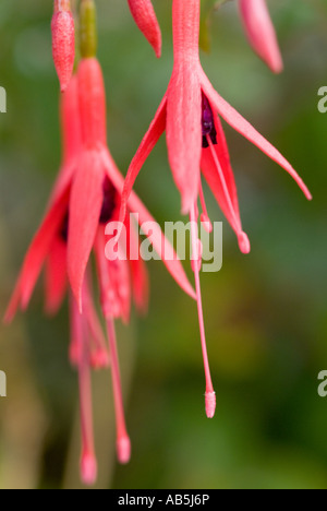 Ein Makro Nahaufnahme einer wunderschönen violetten und roten englischen Garten Blume in hell aber bewölkten Sommerlicht Stockfoto