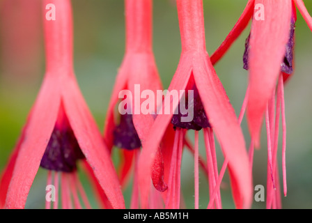 Ein Makro Nahaufnahme einer wunderschönen violetten und roten englischen Garten Blume in hell aber bewölkten Sommerlicht Stockfoto