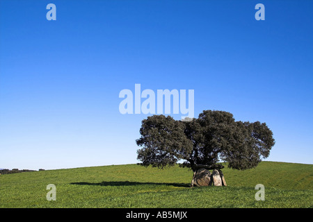 Andreiros Dolmen in Crato, Portalegre, Portugal. Befindet sich unter einer Korkeiche. Stockfoto