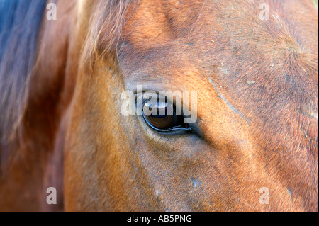 Nahaufnahme eines Pferde Auge und Kopf Kastanien braun Stockfoto