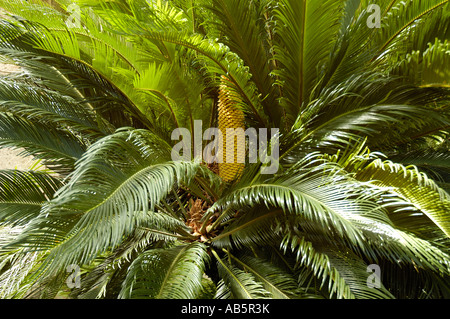 CYCAS Revoluta, Sagopalme Stockfoto