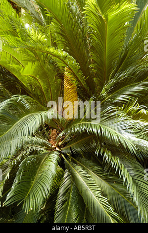 CYCAS Revoluta, Sagopalme Stockfoto