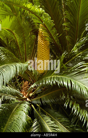 CYCAS Revoluta, Sagopalme Stockfoto