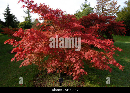 Japanische Ahorn im Herbst UK Stockfoto