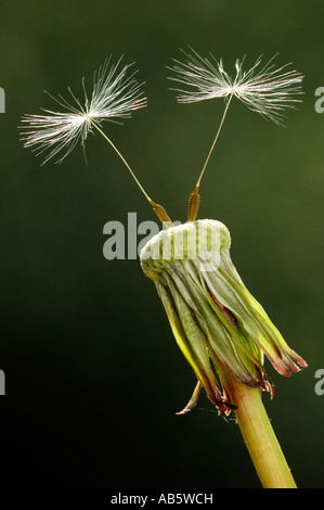 Die letzten beiden zu verlassen. Stockfoto