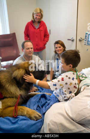 Ein 6-jähriger Junge spielt ein Patient in einem Krankenhaus der Kinder in Mission Viejo CA mit einem speziell ausgebildeten Therapiehund Stockfoto