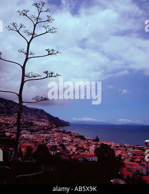 Blick über die Stadt Funchal Madeira Portugal Stockfoto