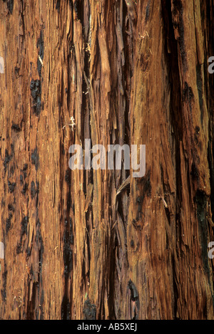 Coastal Redwood Rinde im Butano State Park, San Mateo County, Kalifornien, USA Stockfoto