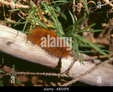 Raupe des Garten Tiger Moth (Arctia Caja). Raupen sind auch bekannt als Woolly Bären. Stockfoto