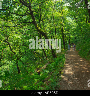 Besucher gehen auf Exmoor Devon England einen steilen bewaldeten Pfad in gefleckten Frühlingssonne im Watersmeet Stockfoto