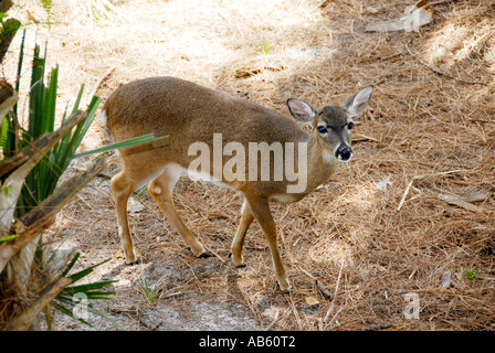 White Tail Deer Lowry Park Zoo Tampa Florida FL gestimmt, die Nummer eins Zoo in den Vereinigten Staaten Stockfoto