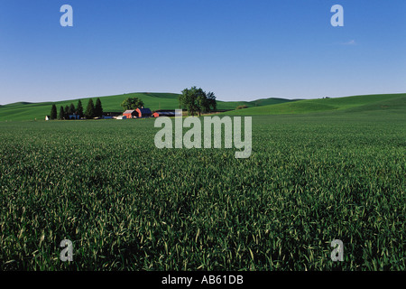 Grüne Feder Weizenfeld mit Bauernhaus und rote Scheune Palouse Valley Palouse Washington USA Stockfoto