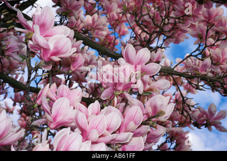 Magnolia Baum Blüten im Frühjahr Stockfoto