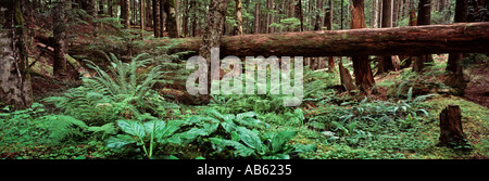 Lush Green Waldboden und alte Bäume Olympic Nationalpark in der Nähe von Hurricane Ridge Washington State Stockfoto