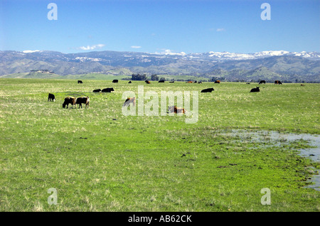 Rinder auf einer Weide im Central Valley mit den Sierra Nevada Mountains in Zentral-Kalifornien-USA Stockfoto