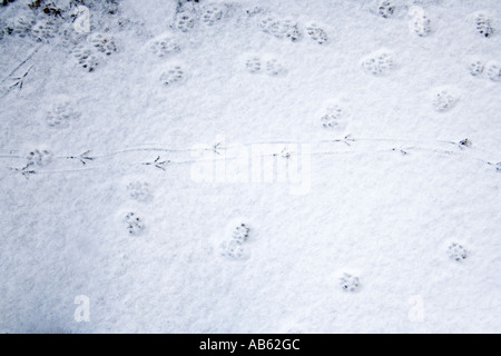 Spuren einer Katze und einem Vogel im Schnee im Winter Stockfoto