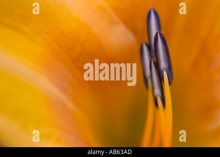 Taglilie Blüte und Staubblätter detail Stockfoto