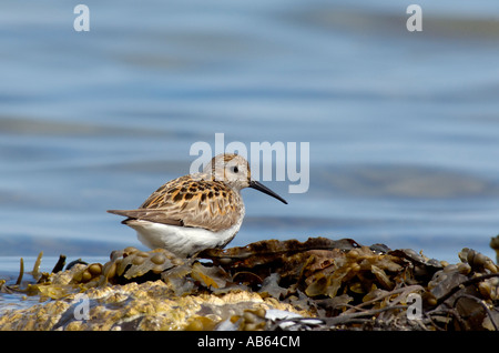 Querformat gedreht von einem Alpenstrandläufer einen kleinen waten Vogel auf Algen bedeckt Felsen am Loch Gruinart Islay Schottland Stockfoto