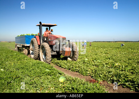 Traktor Ernte Wassermelone im Feld, California Stockfoto