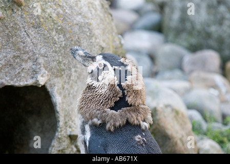 Humboldt-Pinguin Stockfoto
